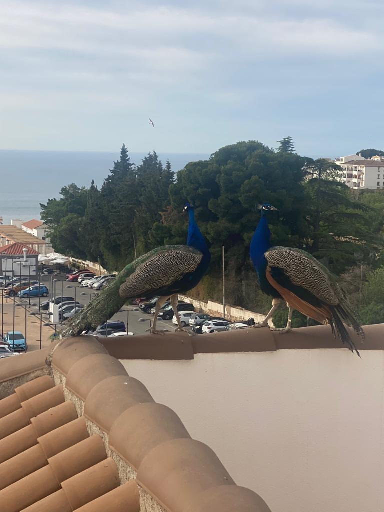 Peacocks in Benalmadena