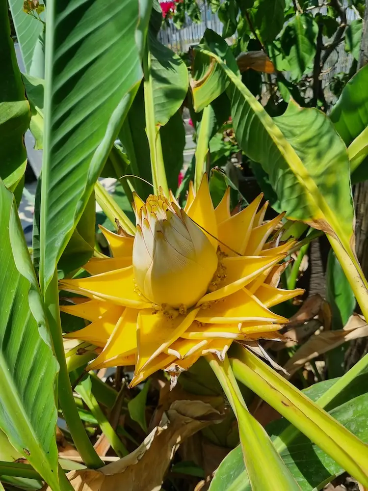 Melanie Kettner-Borough