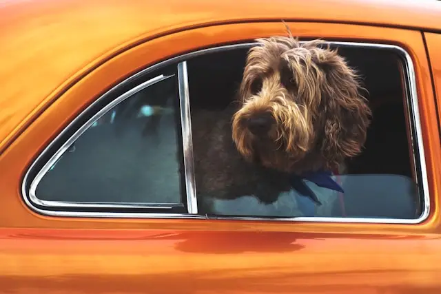 Don't leave pets in cars in the summer in Spain